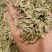 罗布麻叶大叶小叶均有批发零售