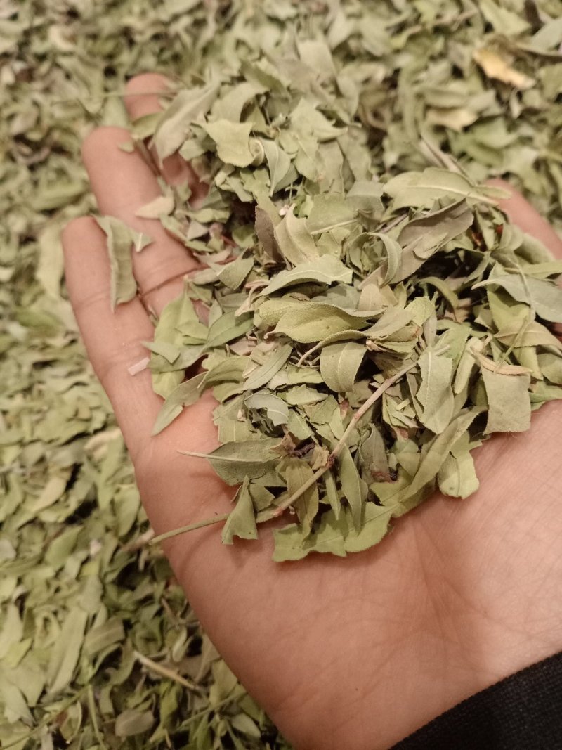 罗布麻叶大叶小叶均有批发零售