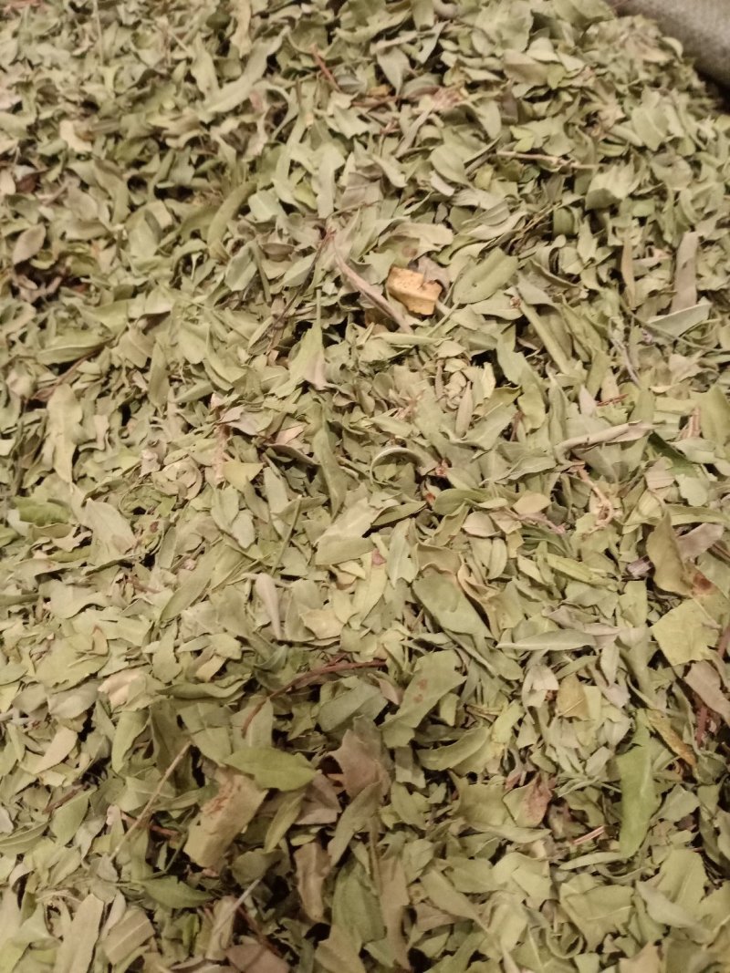 罗布麻叶大叶小叶均有批发零售