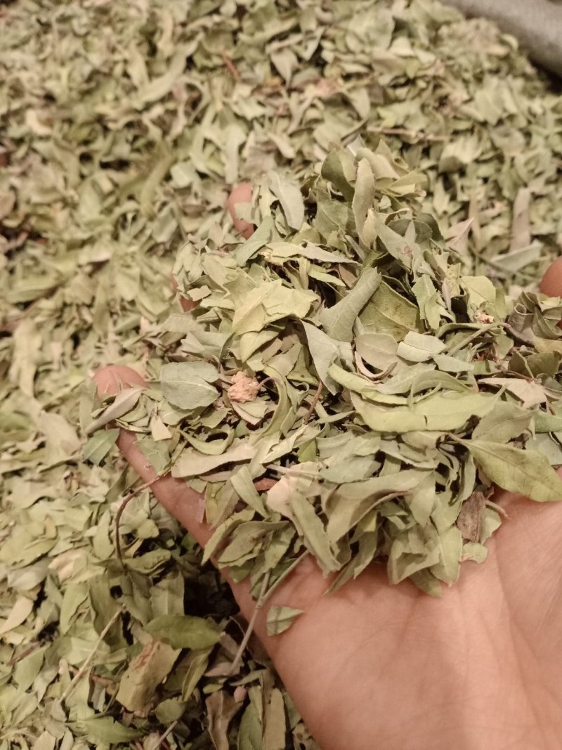 罗布麻叶大叶小叶均有批发零售