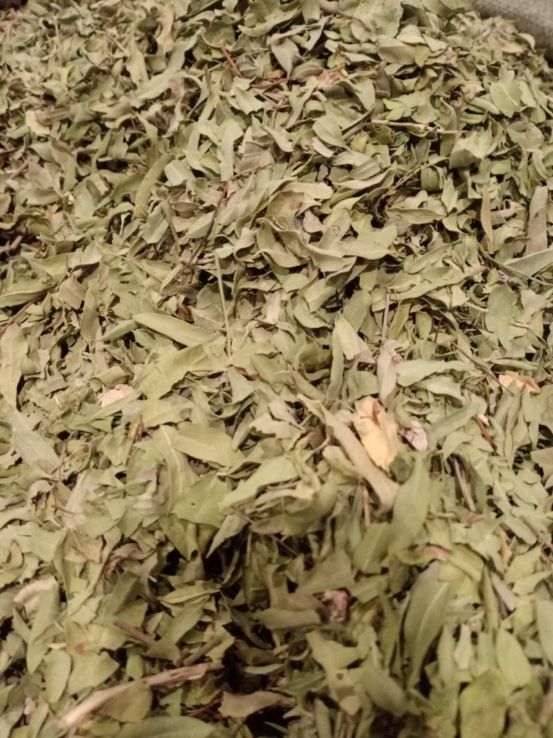 罗布麻叶大叶小叶均有批发零售