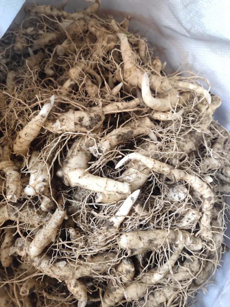鸡头黄精，东北甜筒货
