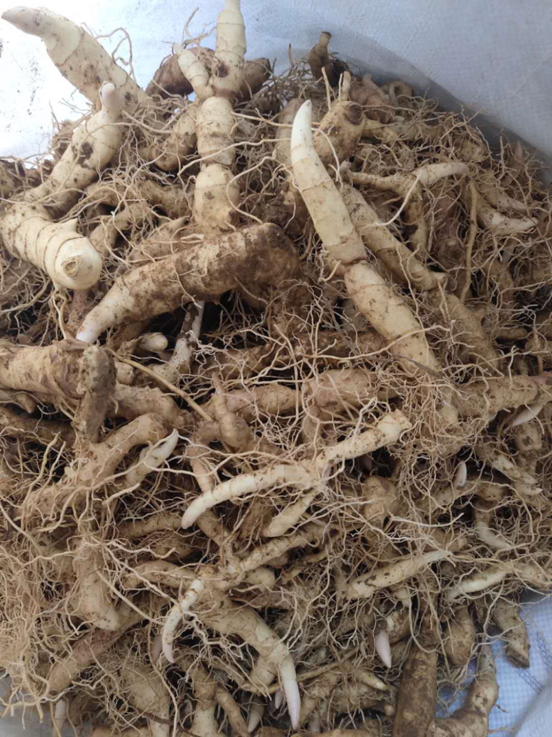 鸡头黄精，东北甜筒货