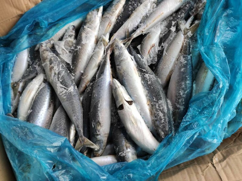 鲐鲅鱼青占鱼灯光船冻一斤两条一斤三条锃亮