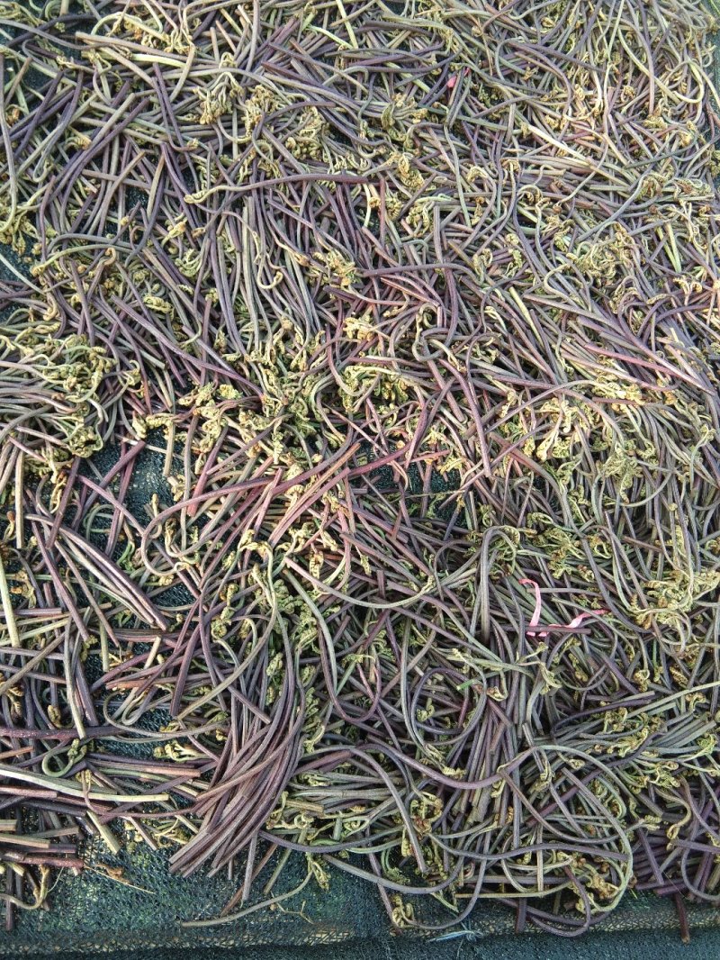 出口级优质蕨菜干精加工天然野生无老化根，无死菜，无烂菜
