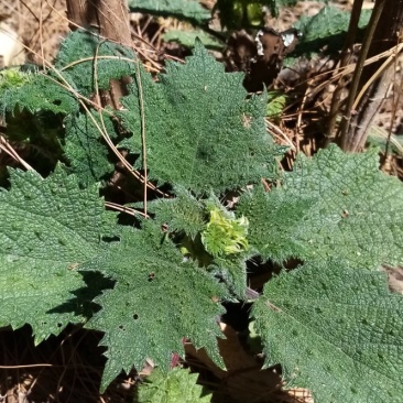 四川原生态各种荨麻草鲜货全草欢迎订购