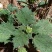 四川原生态各种荨麻草鲜货全草欢迎订购