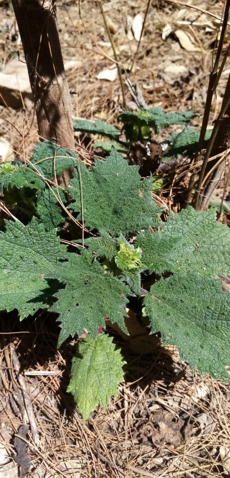 四川原生态各种荨麻草鲜货全草欢迎订购