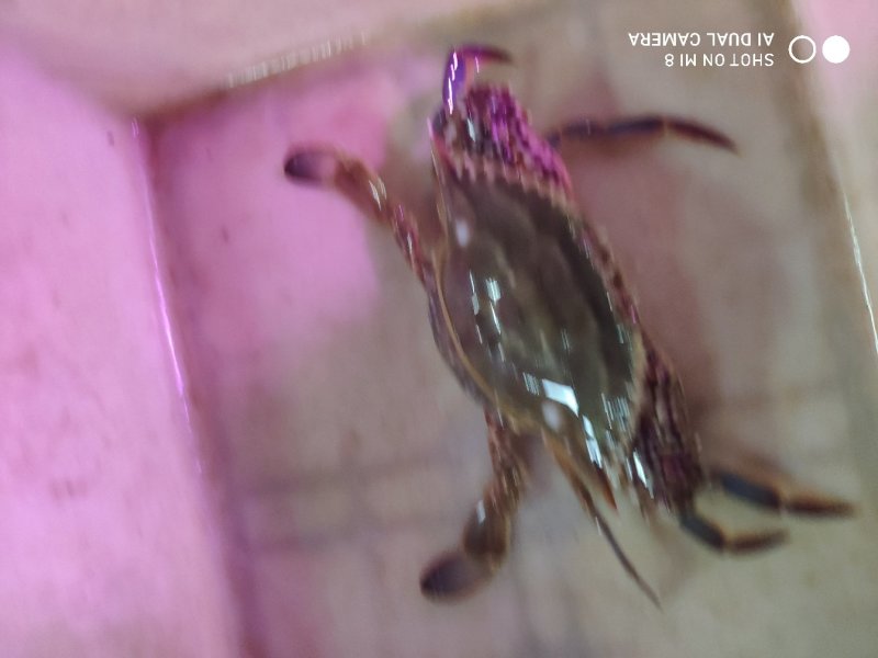 鲜活梭子蟹，物美价廉，线上交易