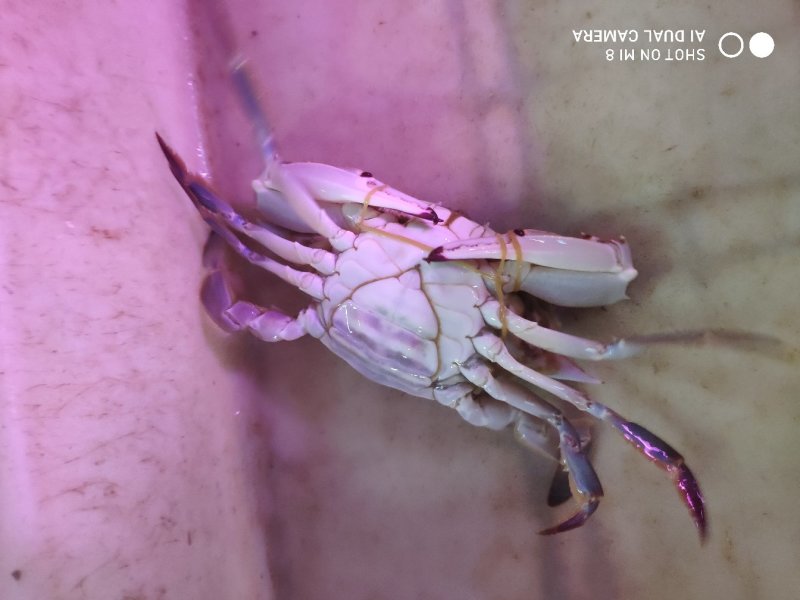 鲜活梭子蟹，物美价廉，线上交易