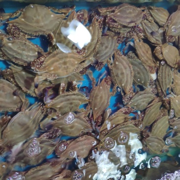 鲜活梭子蟹，物美价廉，线上交易