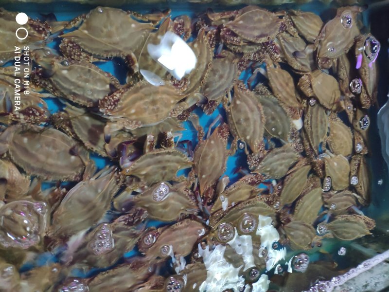 鲜活梭子蟹，物美价廉，线上交易