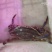 鲜活梭子蟹，物美价廉，线上交易