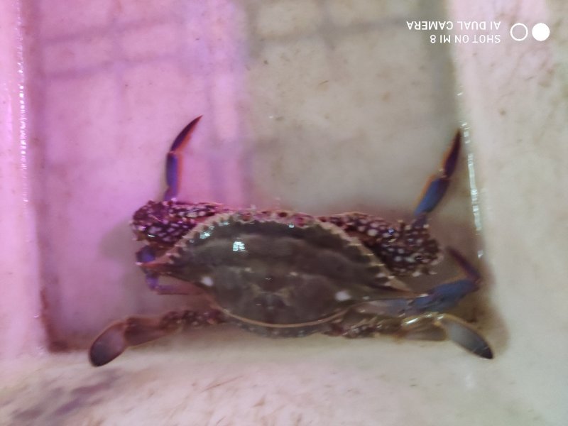 鲜活梭子蟹，物美价廉，线上交易