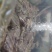 鲜活梭子蟹，物美价廉，线上交易