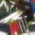 白萝卜纯白长条形收尾好砂地种植光滑