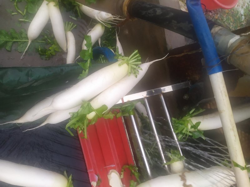白萝卜纯白长条形收尾好砂地种植光滑