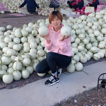 山东章丘玉菇哈密瓜基地直供可供电商超市