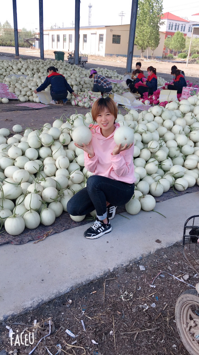 山东章丘玉菇哈密瓜基地直供可供电商超市