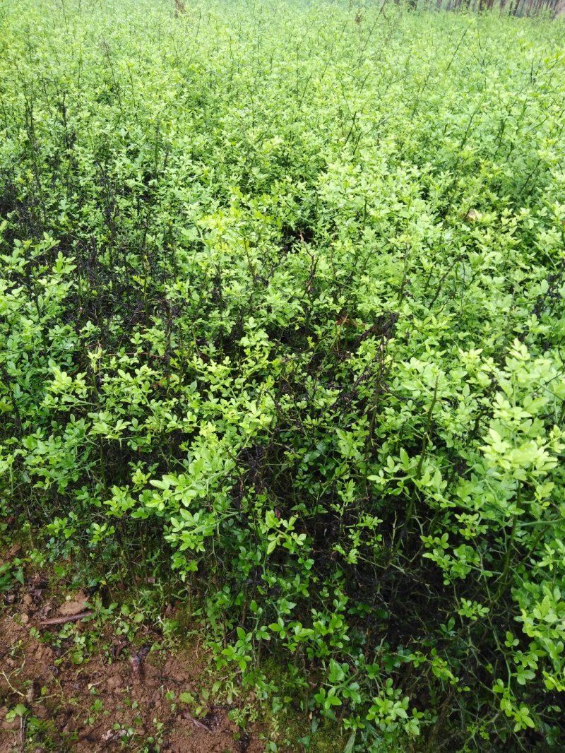 枳壳苗积壳苗枸橘苗广西桂林枳壳苗量大包邮