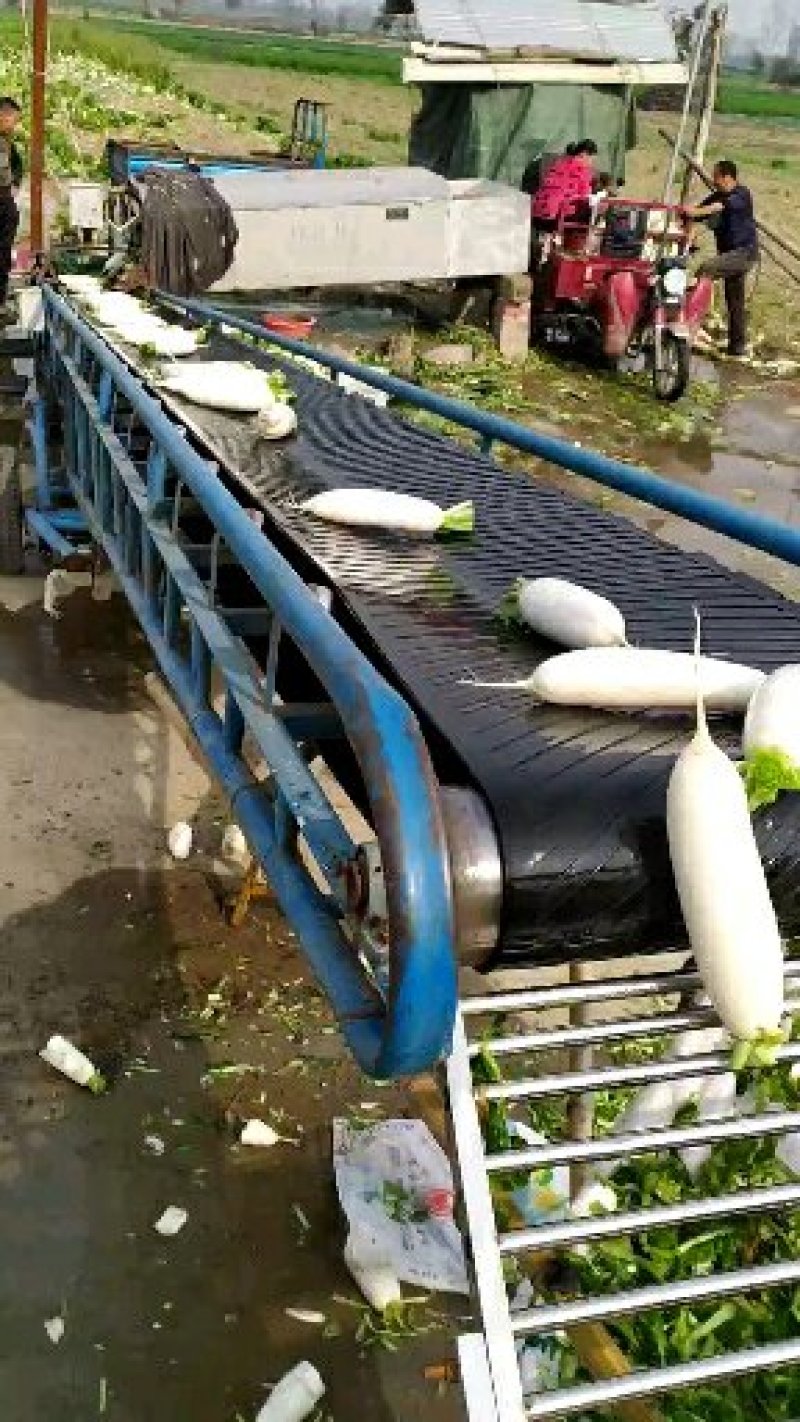 白萝卜纯白长条形收尾好砂地种植光滑