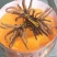 冬虫夏草玉树精选小草特价小草50根起全国包邮发货