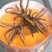 冬虫夏草玉树精选小草特价小草50根起全国包邮发货