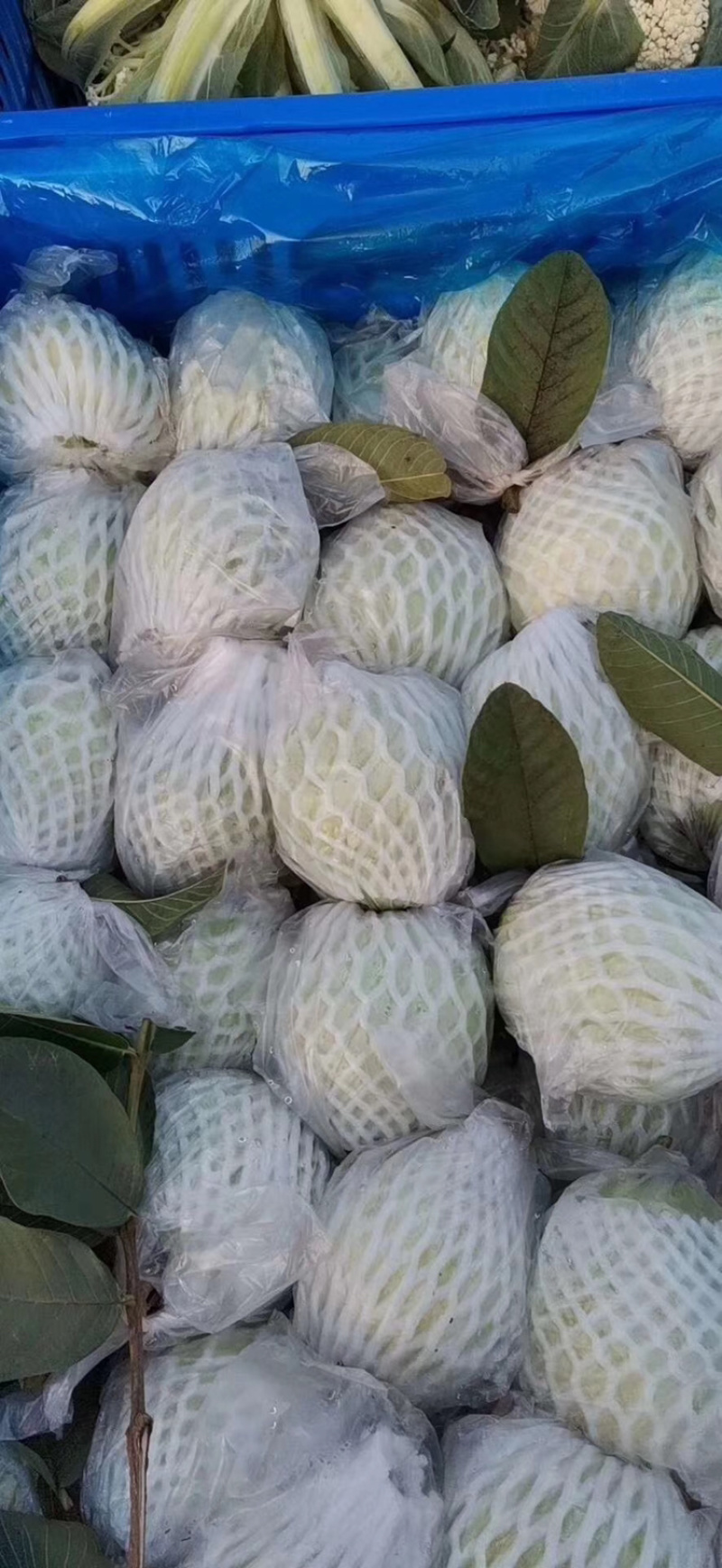新鲜蔬菜，每天供应