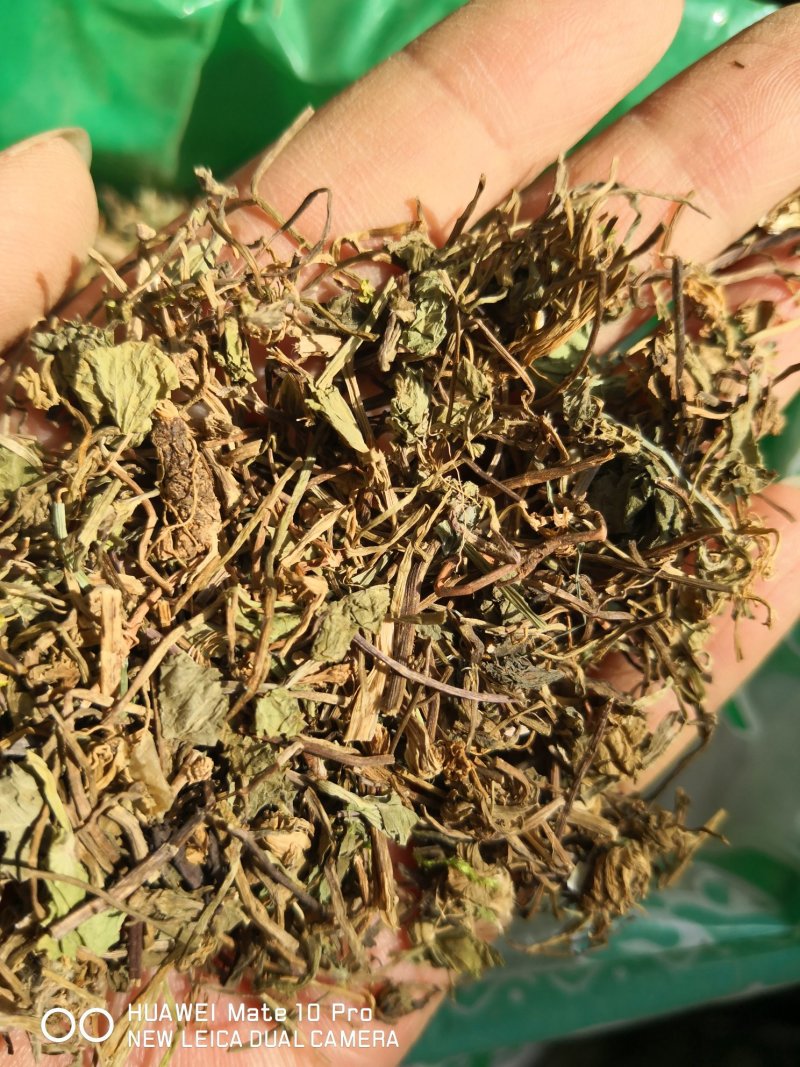 积雪草选货颜色好量大从优欢迎选购