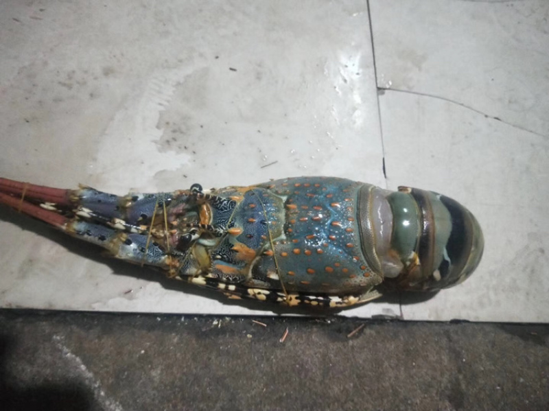 精品活冻锦绣龙虾保证质量