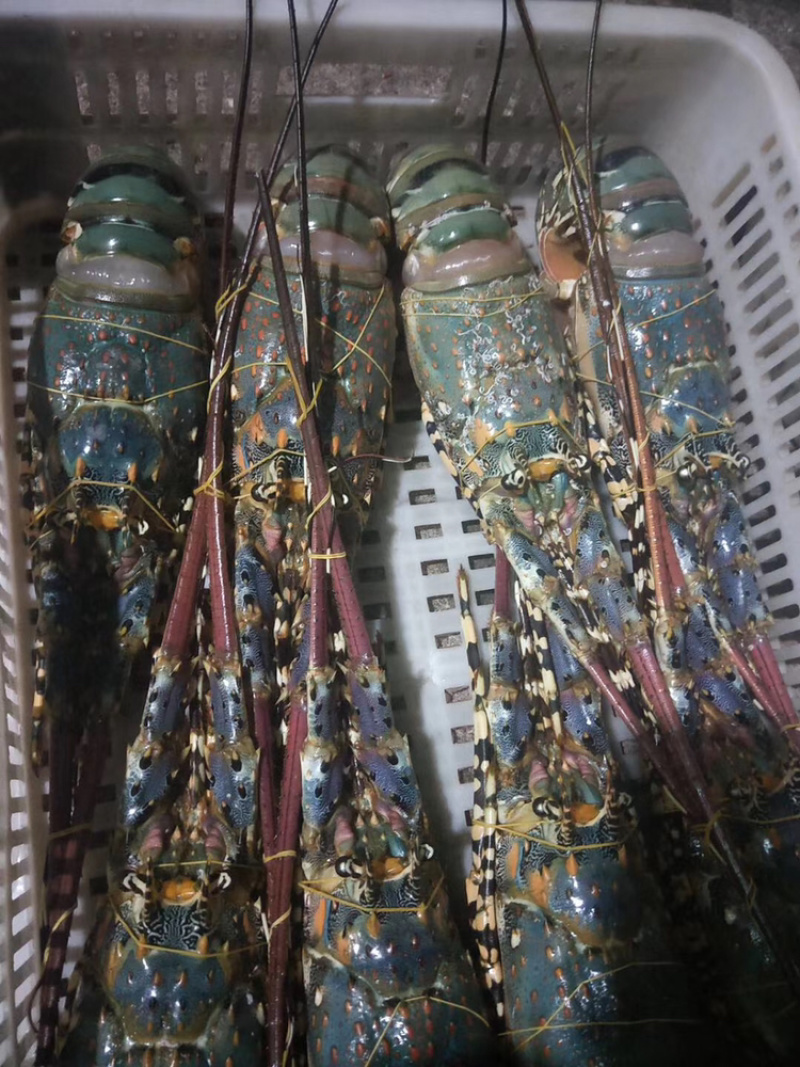 精品活冻锦绣龙虾保证质量