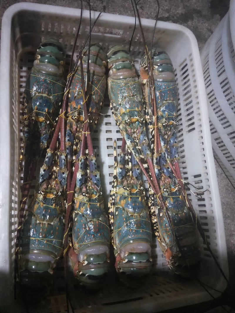 精品活冻锦绣龙虾保证质量
