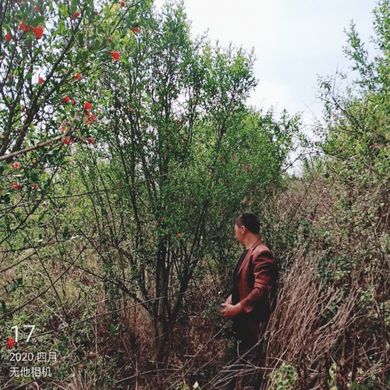 一千三百亩果石榴因占地低价处理了，一棵三杆至八杆