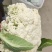 精品散花菜，实花菜，提供各种包装，产地直供！诚信合作！