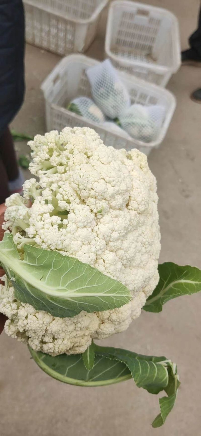 精品散花菜，实花菜，提供各种包装，产地直供！诚信合作！