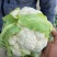 精品散花菜，实花菜，提供各种包装，产地直供！诚信合作！