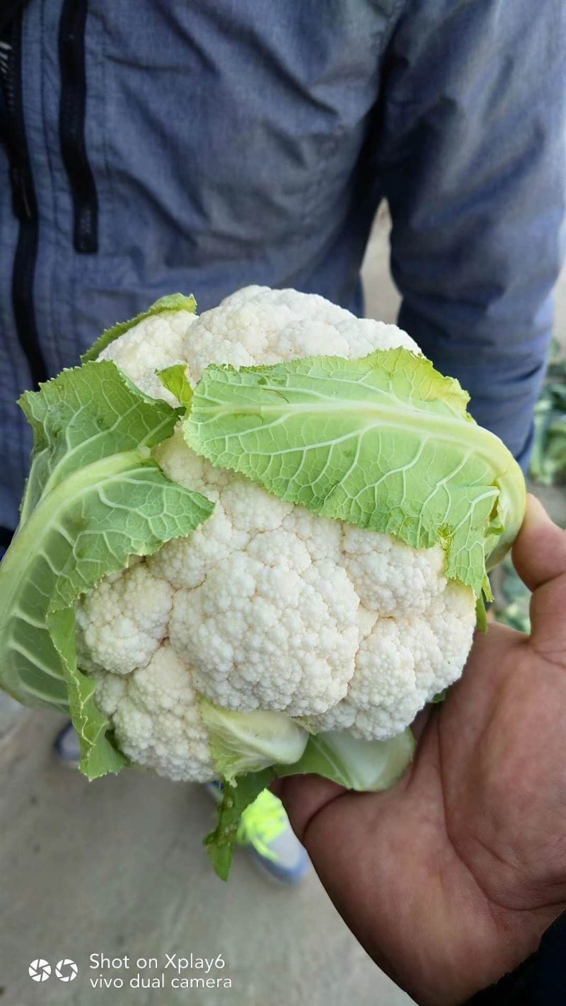精品散花菜，实花菜，提供各种包装，产地直供！诚信合作！