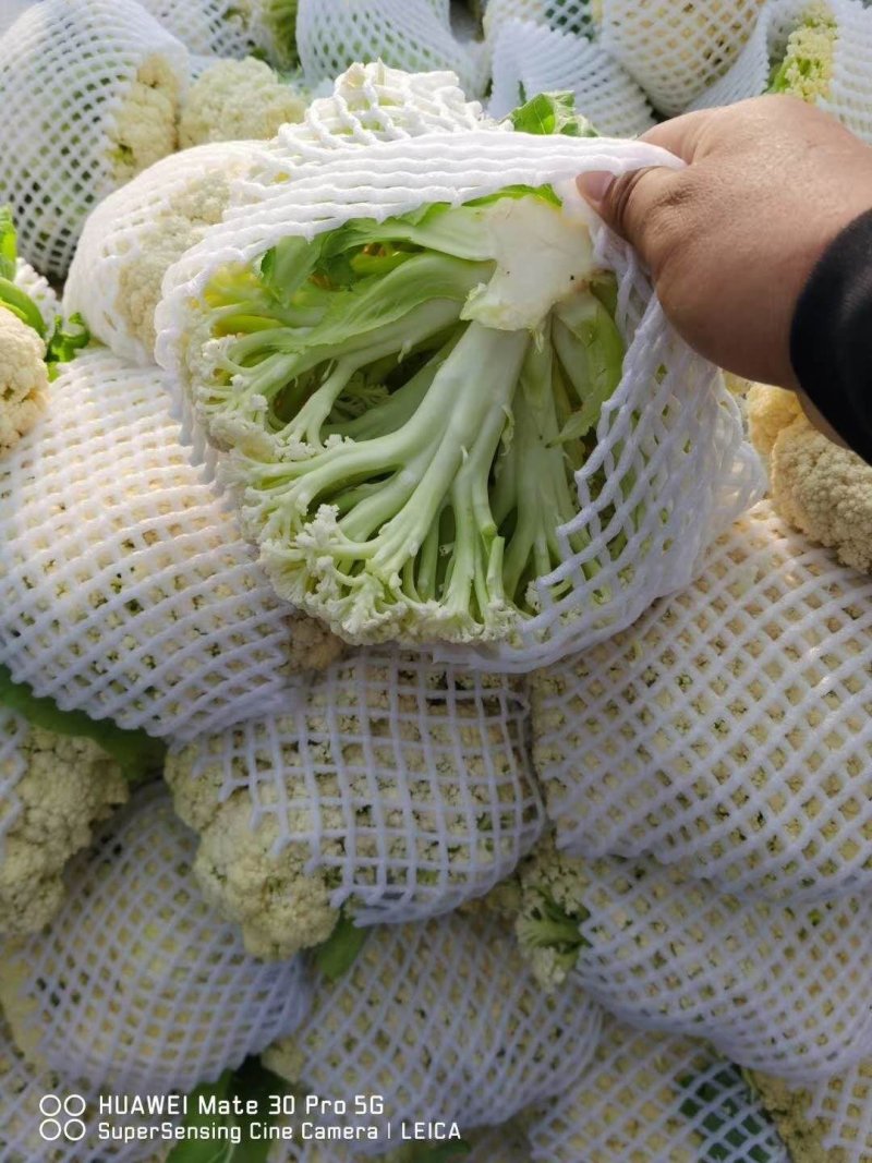 精品散花菜，实花菜，提供各种包装，产地直供！诚信合作！