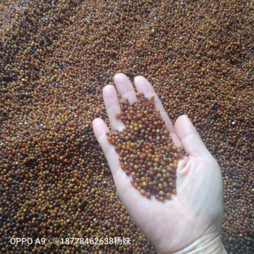 广西土茯苓种子，白肉粉质，基地直供