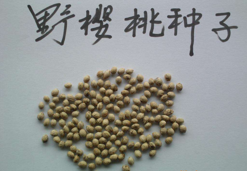 大青叶种子。山樱桃种子今年的新种子………