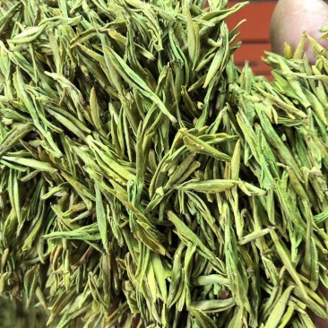 黄金芽，黄金叶，白茶