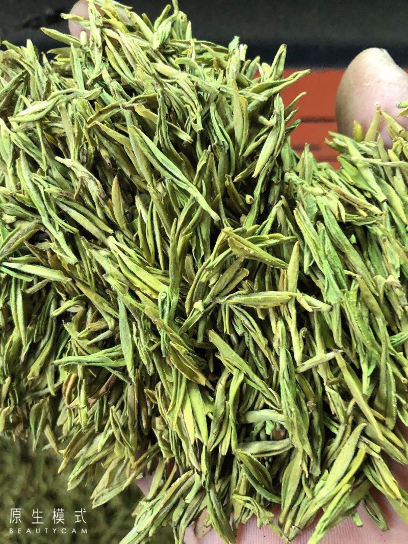 黄金芽，黄金叶，白茶