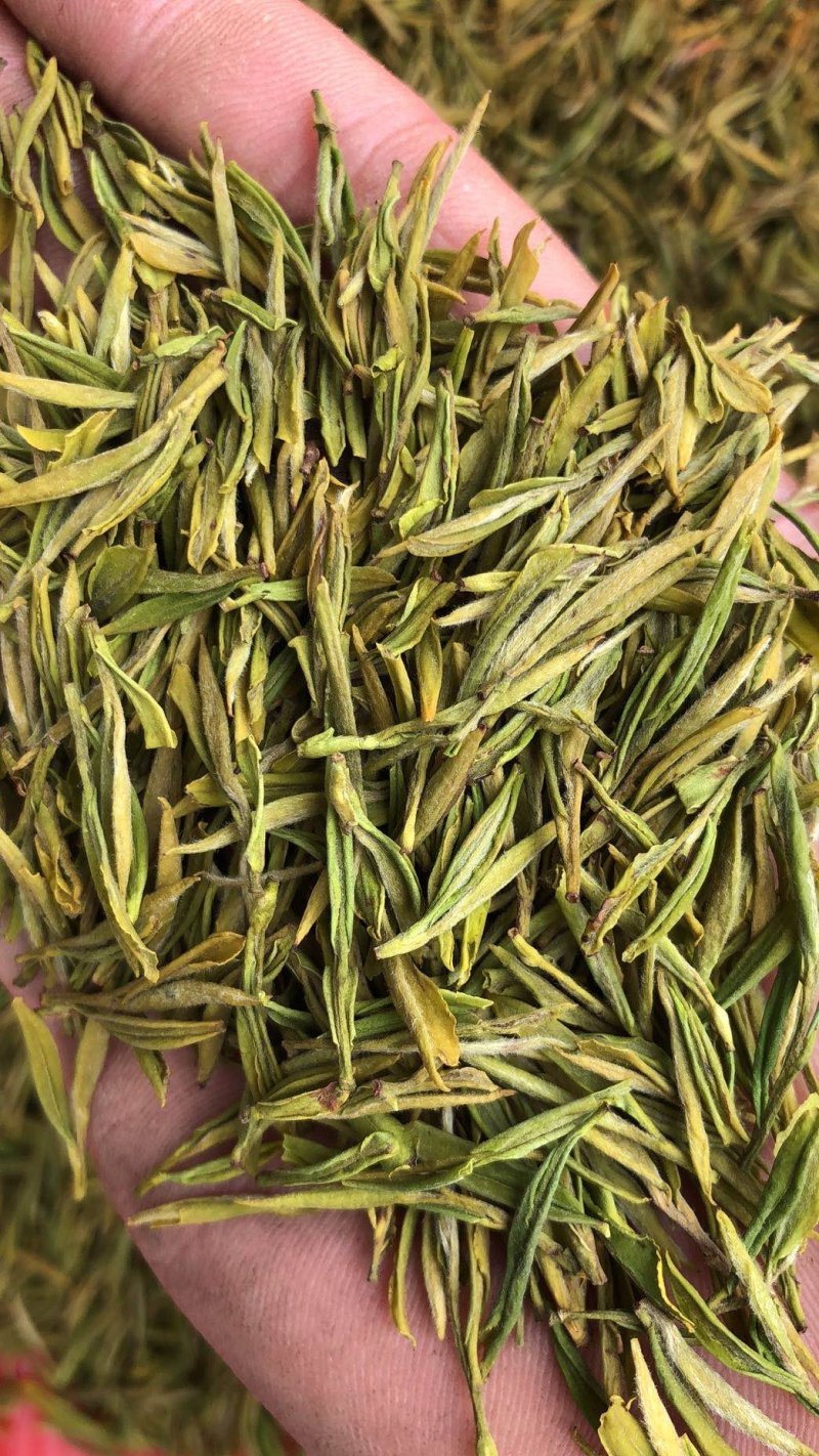 黄金芽，黄金叶，白茶