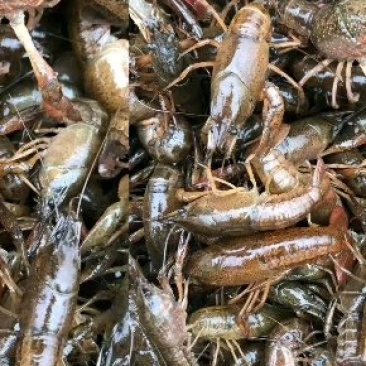 龙虾苗虾苗需要的关注留言包技术支持技术指导1对1帮扶