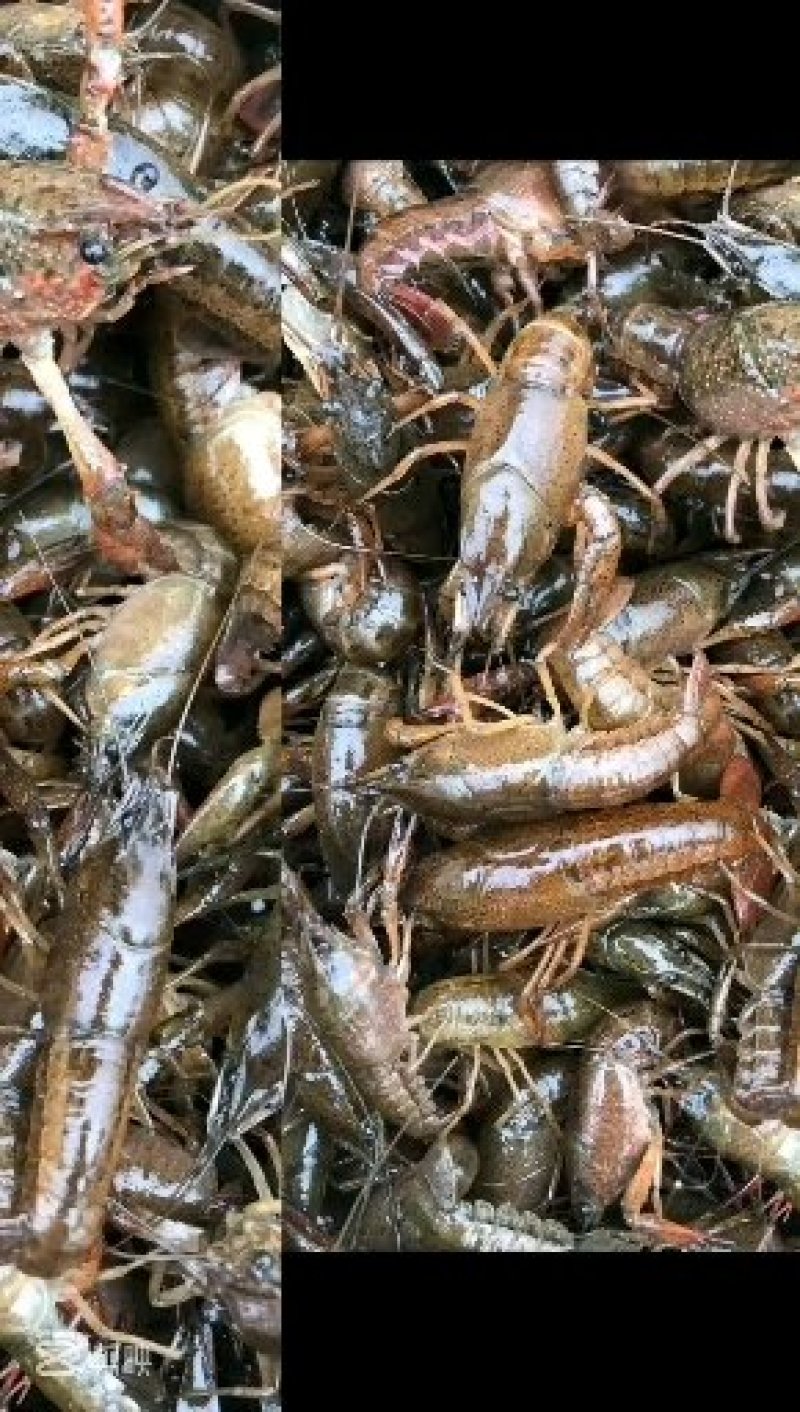 龙虾苗虾苗需要的关注留言包技术支持技术指导1对1帮扶