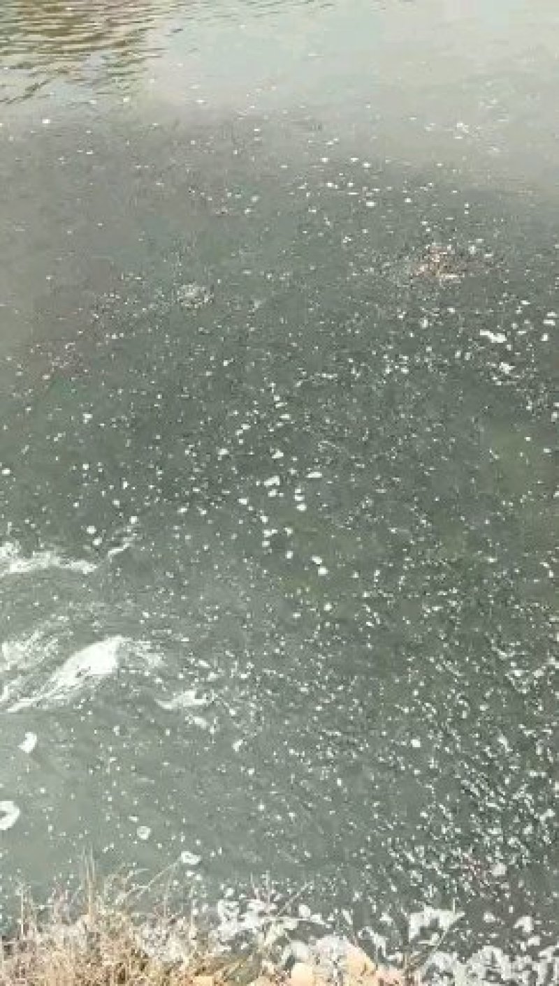 黄鳝苗，正大黄鳝苗，长势快，肉质好，无病毒，火爆出售中