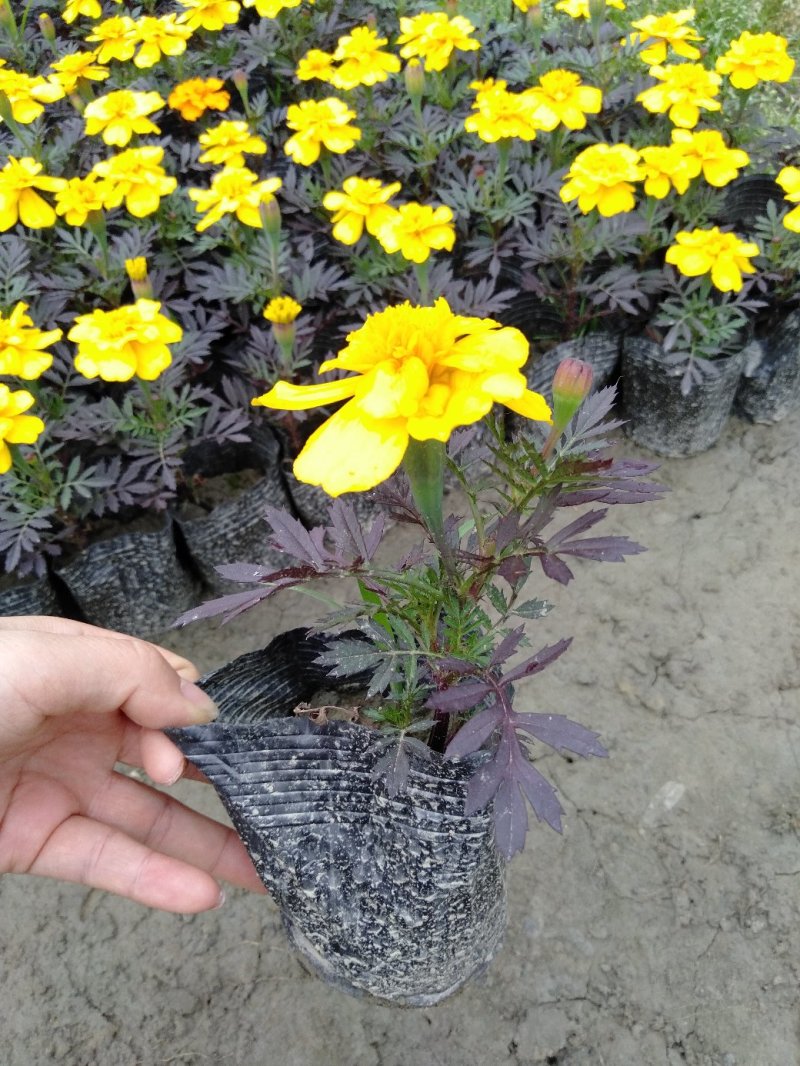 孔雀草，孔雀草杯苗批发，孔雀草种植基地直销