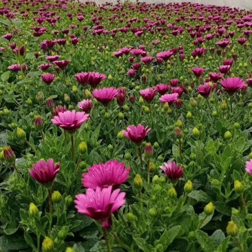 南非万寿菊万寿菊自己基地大量有货产地直发