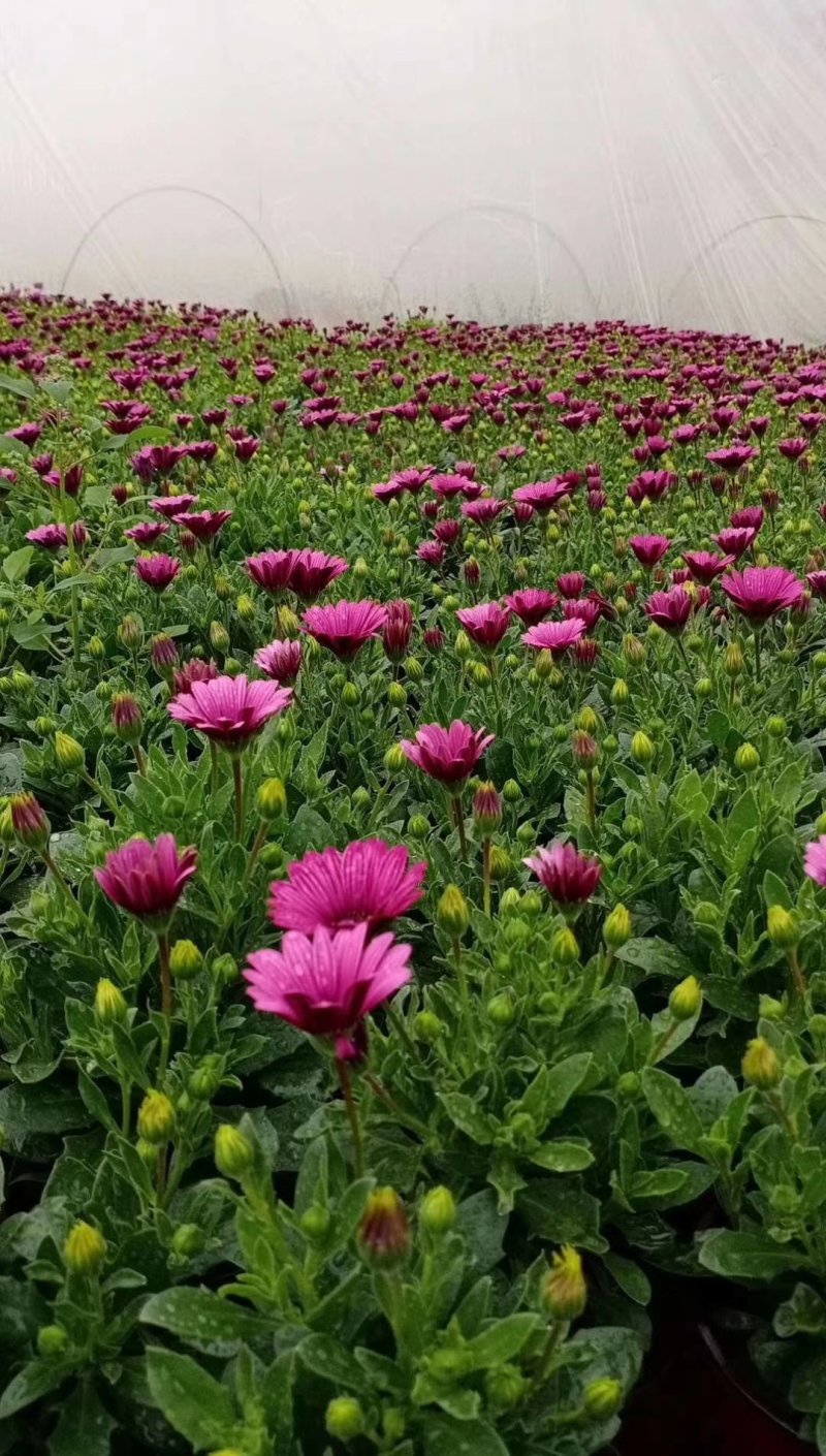 南非万寿菊万寿菊自己基地大量有货产地直发