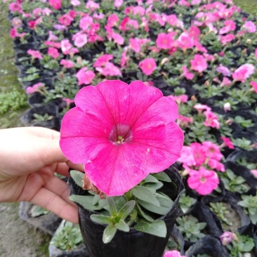 矮牵牛，小杯矮牵牛，矮牵牛种植基地大量批发